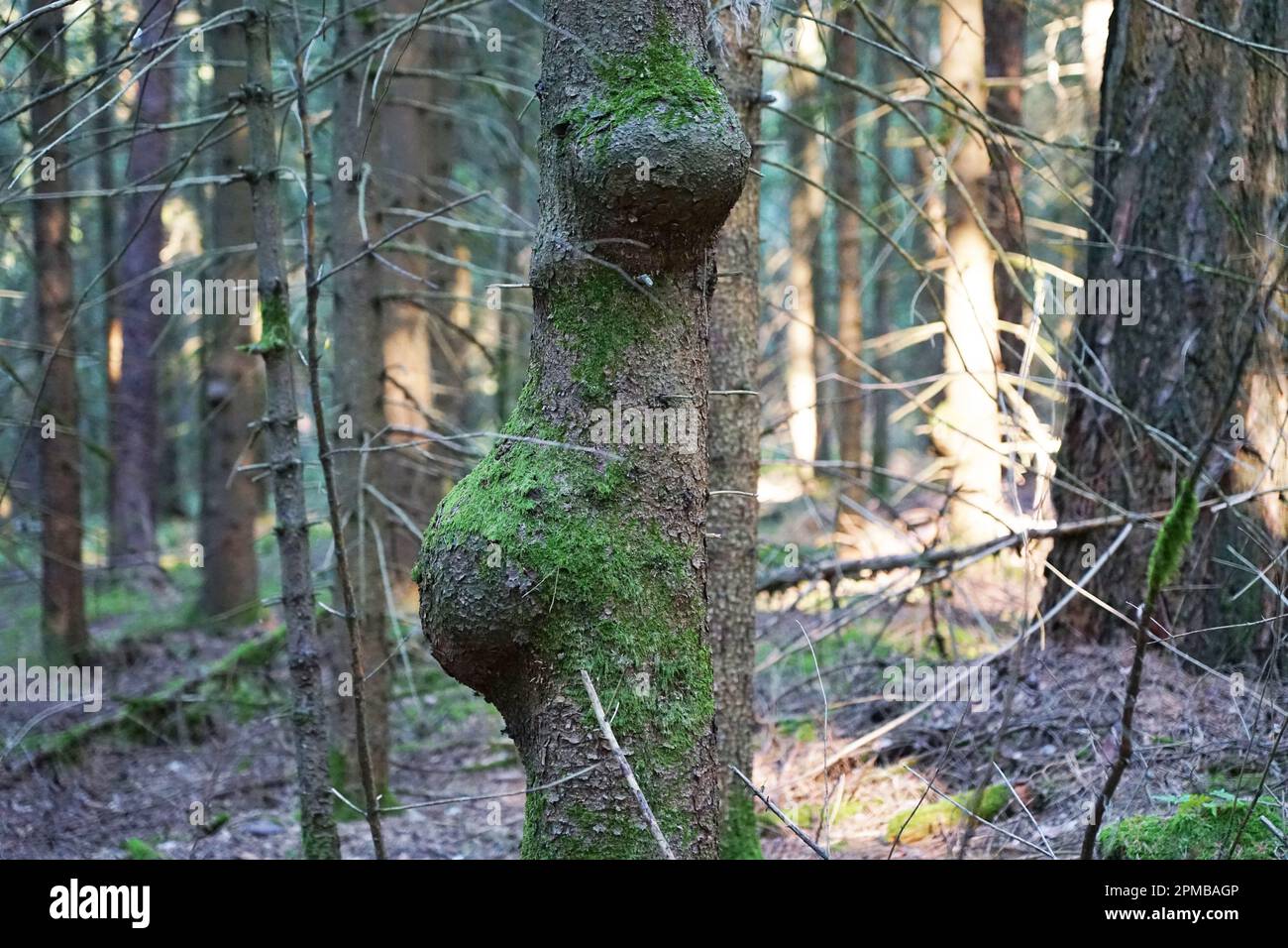 closeup of diseased tree trees in a forest, tree with a tumor. Kranker ...