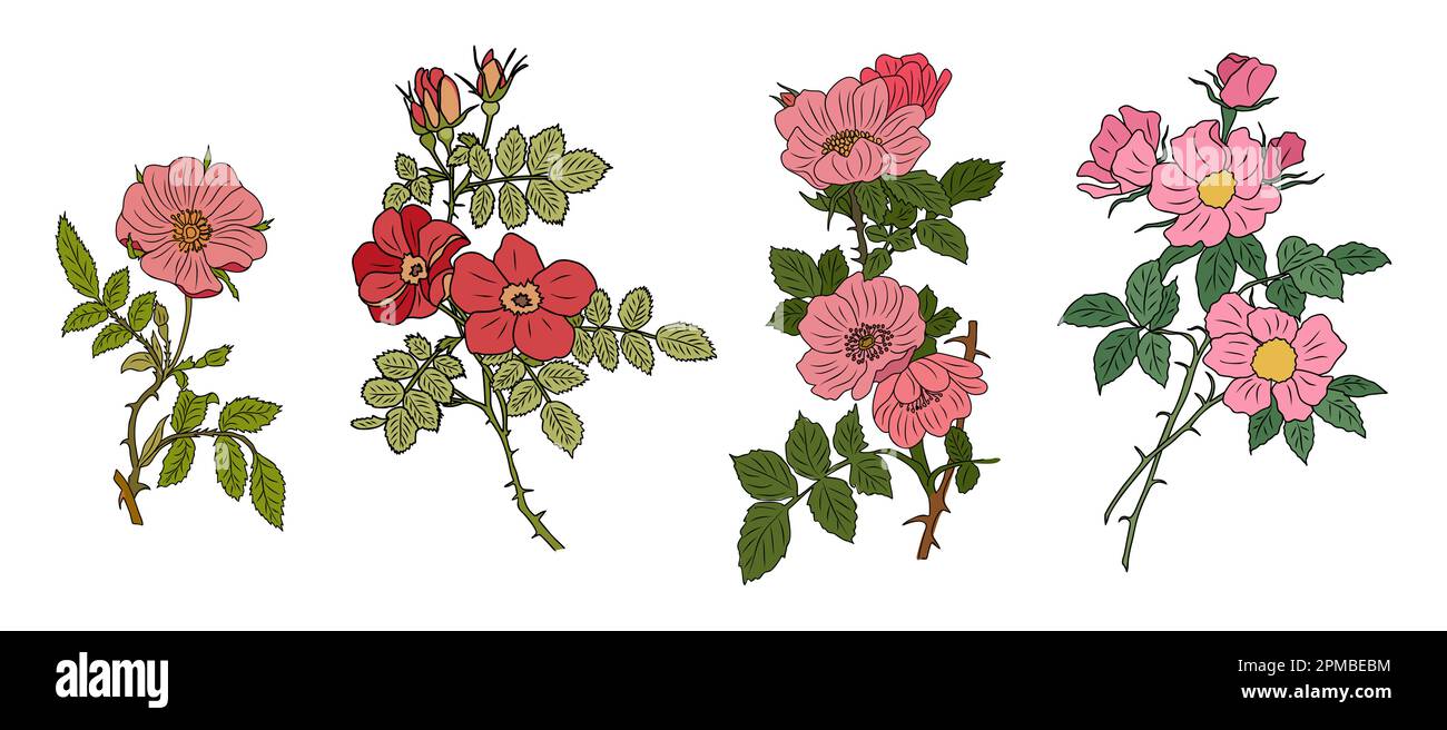 Set of Hawthorn May birth month flower vector Stock Vector Image & Art