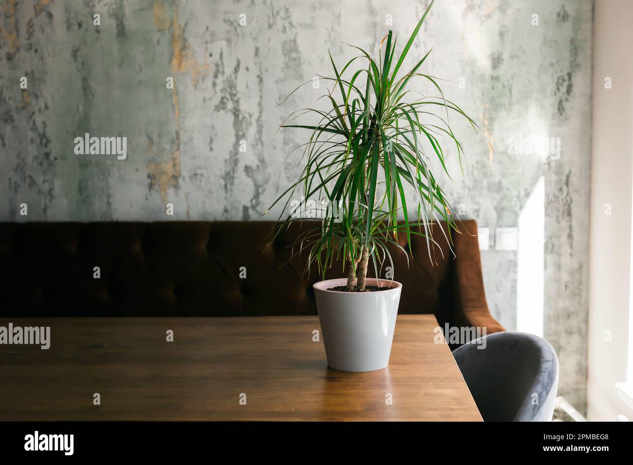 Room or restaurant decoration with plant in pot copy space Stock Photo