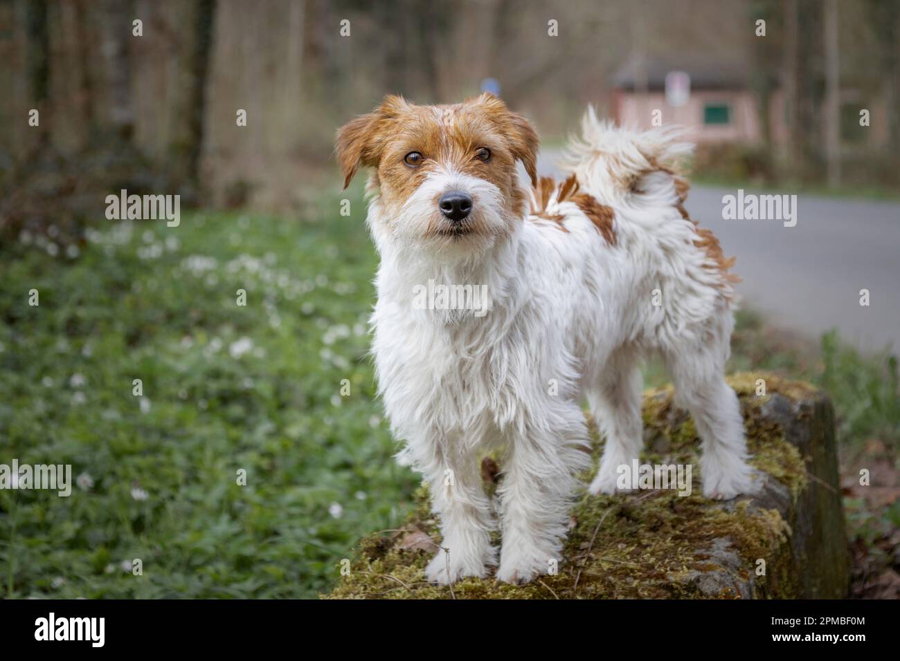 Jack Russel terrier rough hair Stock Photo Alamy