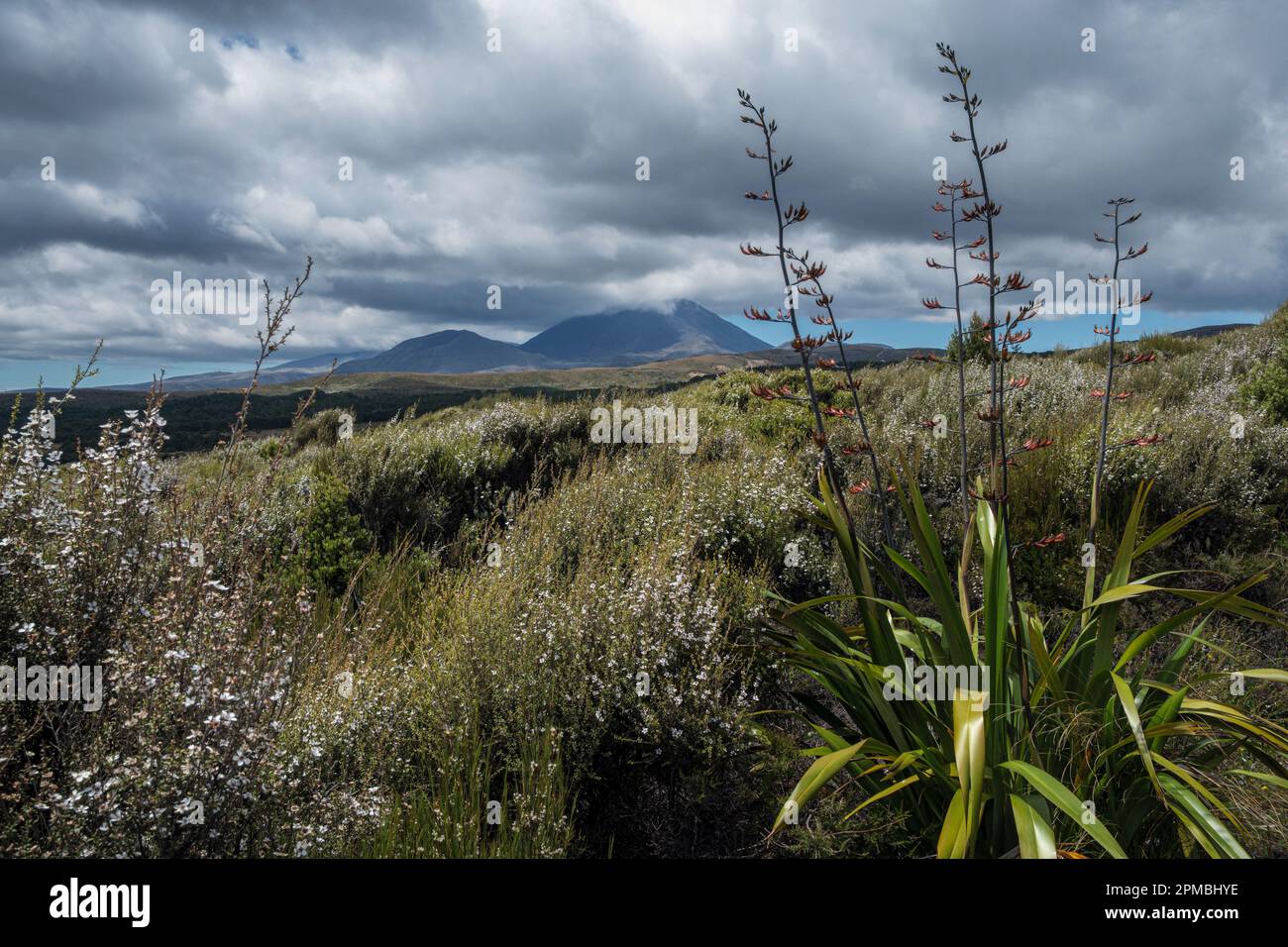Manuka and harakeke (new Zealand flax) in flower in Tongariro National Park, North Island, New Zealand Stock Photo