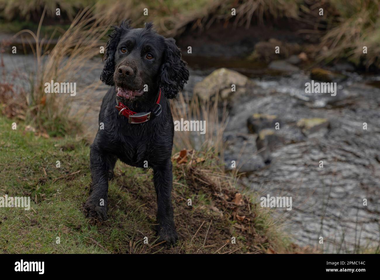 Black working cocker spaniel stood by a stream wearing a red collar and with his nose covered in soil Stock Photo