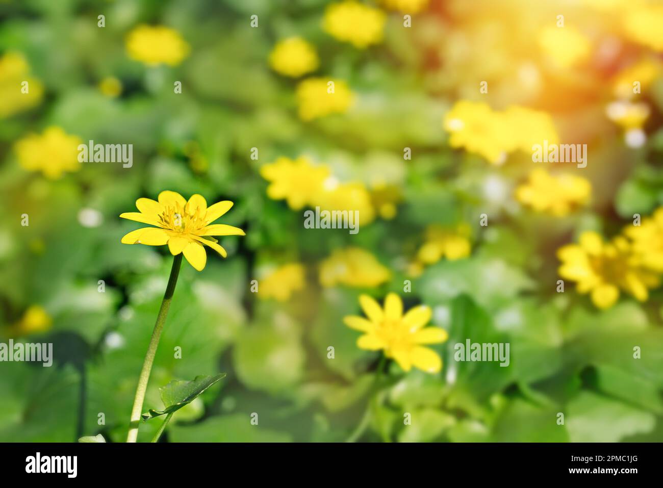 Ranunculus auricomus, buttercup in garden, spring time, yellow green Stock Photo
