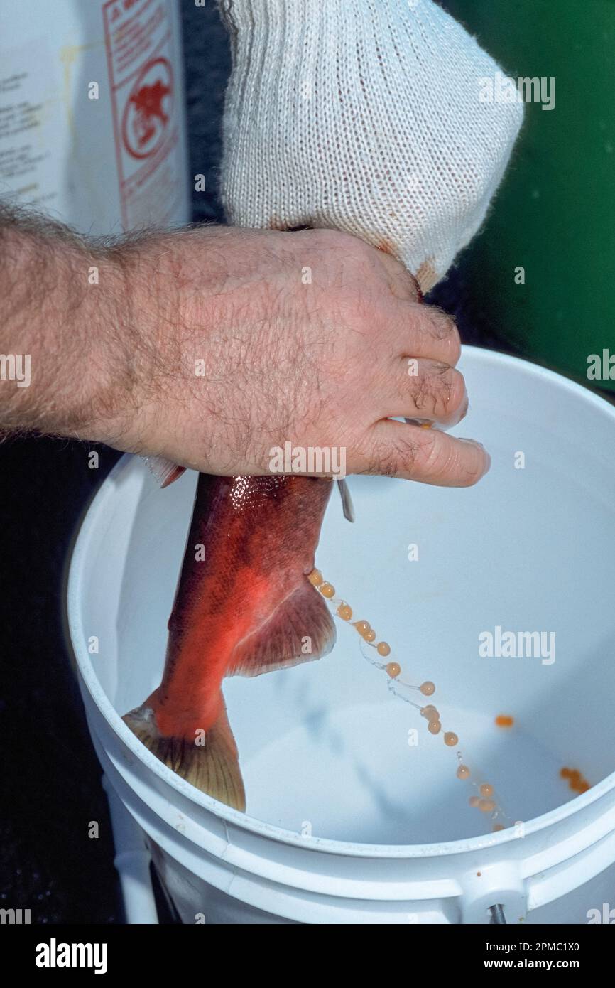 biologist collecting eggs from spawning female sockeye ( kokanee