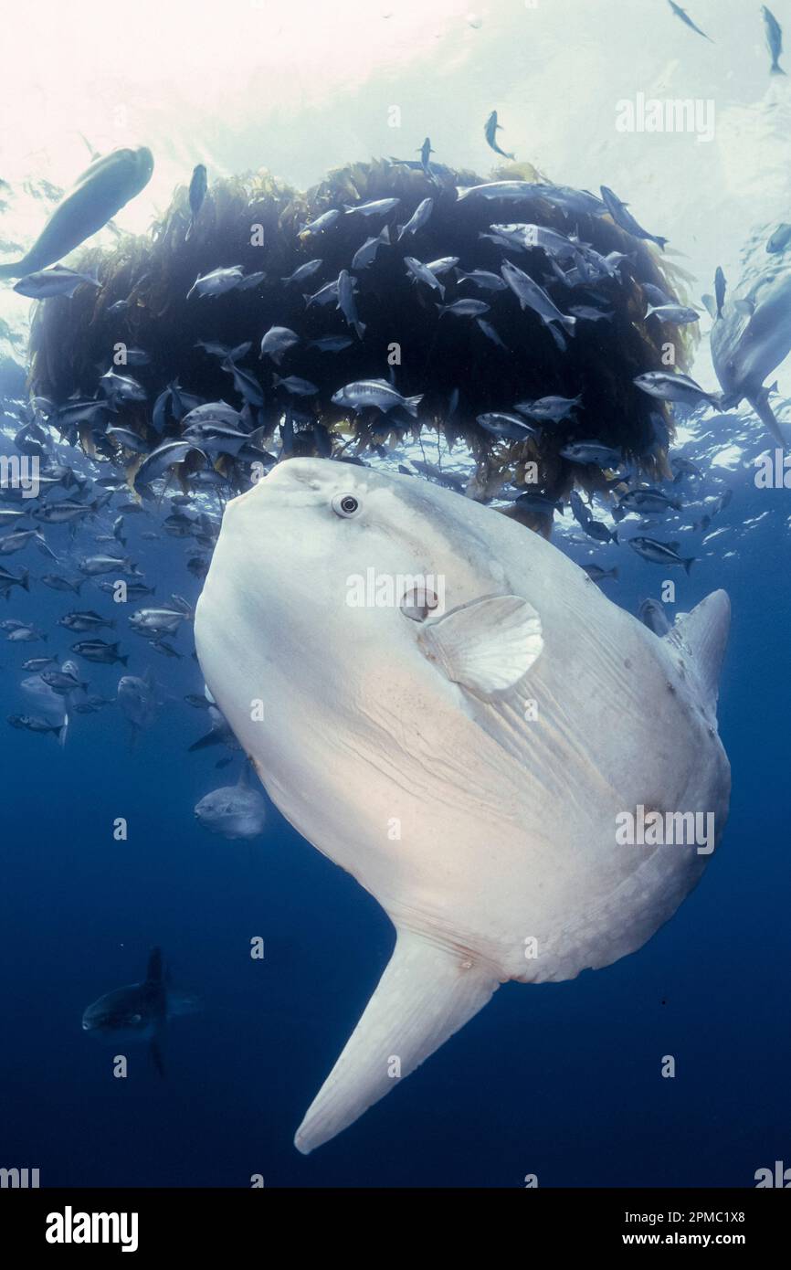 ocean sunfish, Mola mola, under kelp paddy waiting to be cleaned by  halfmoon cleaner fish, Medialuna californiensis, open sea, San Diego,  California Stock Photo - Alamy