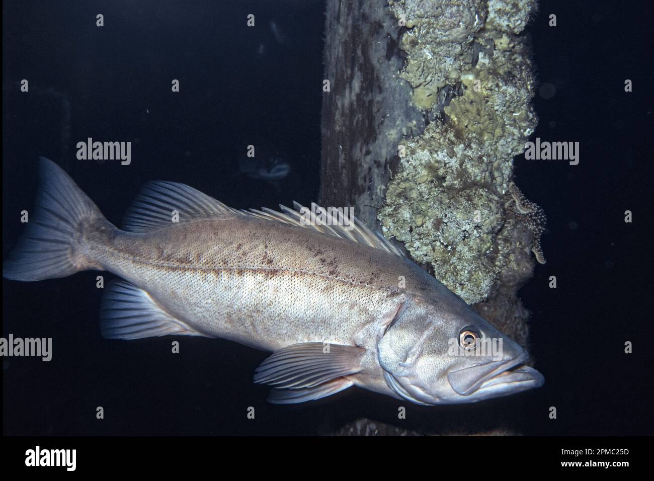 bocaccio rockfish, Sebastes paucispinus, captive specimen, California