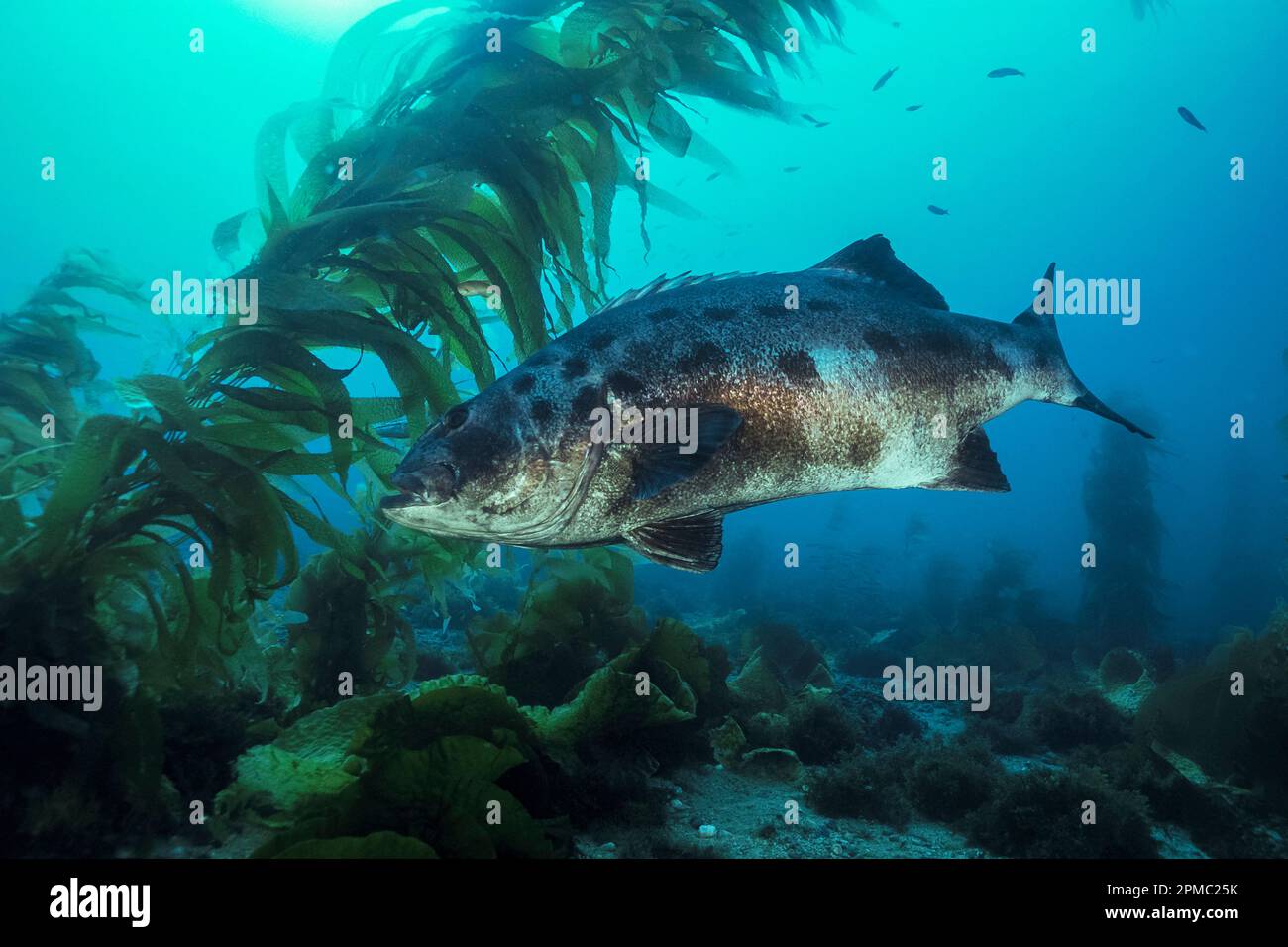 giant or black sea bass, Stereolepis gigas, Catalina Island, California