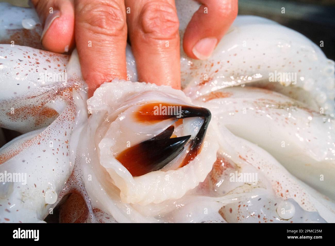Jumbo squid beak hi-res stock photography and images - Alamy