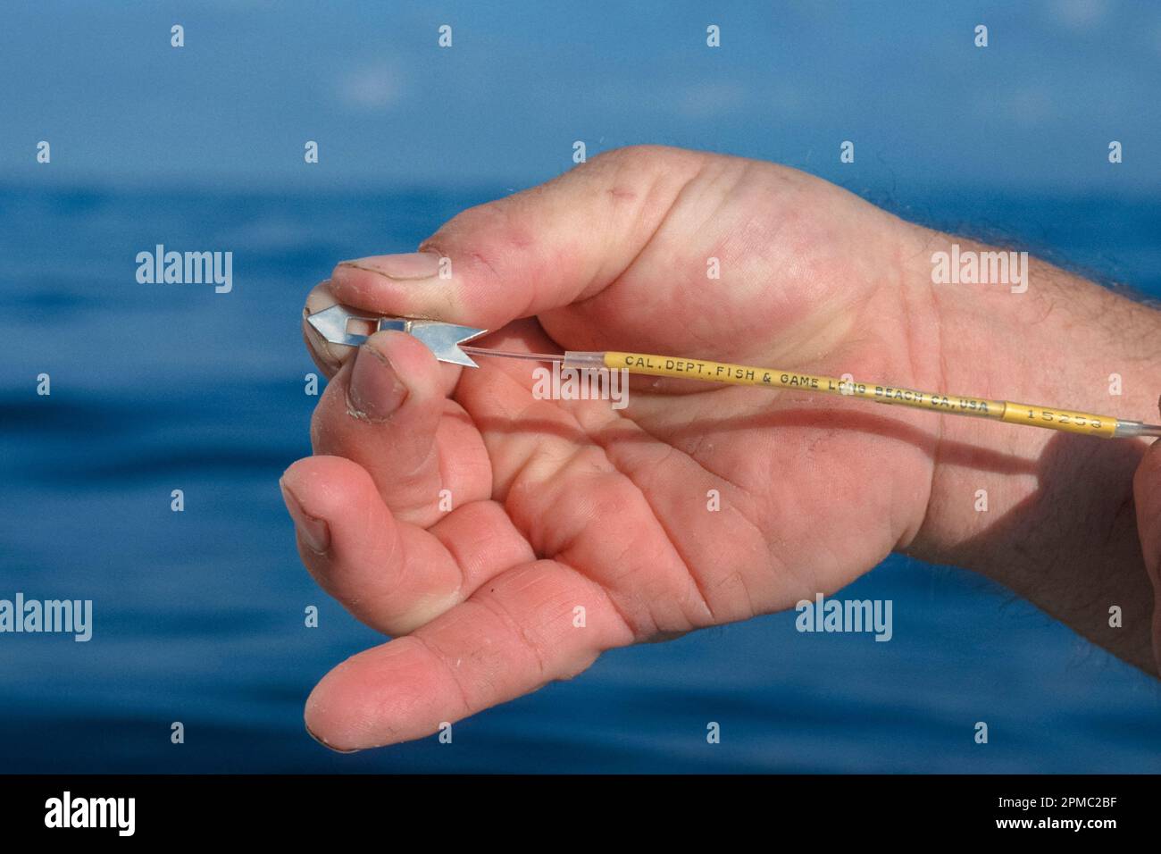 shark tag, sport fishermen tag blue and mako sharks with California