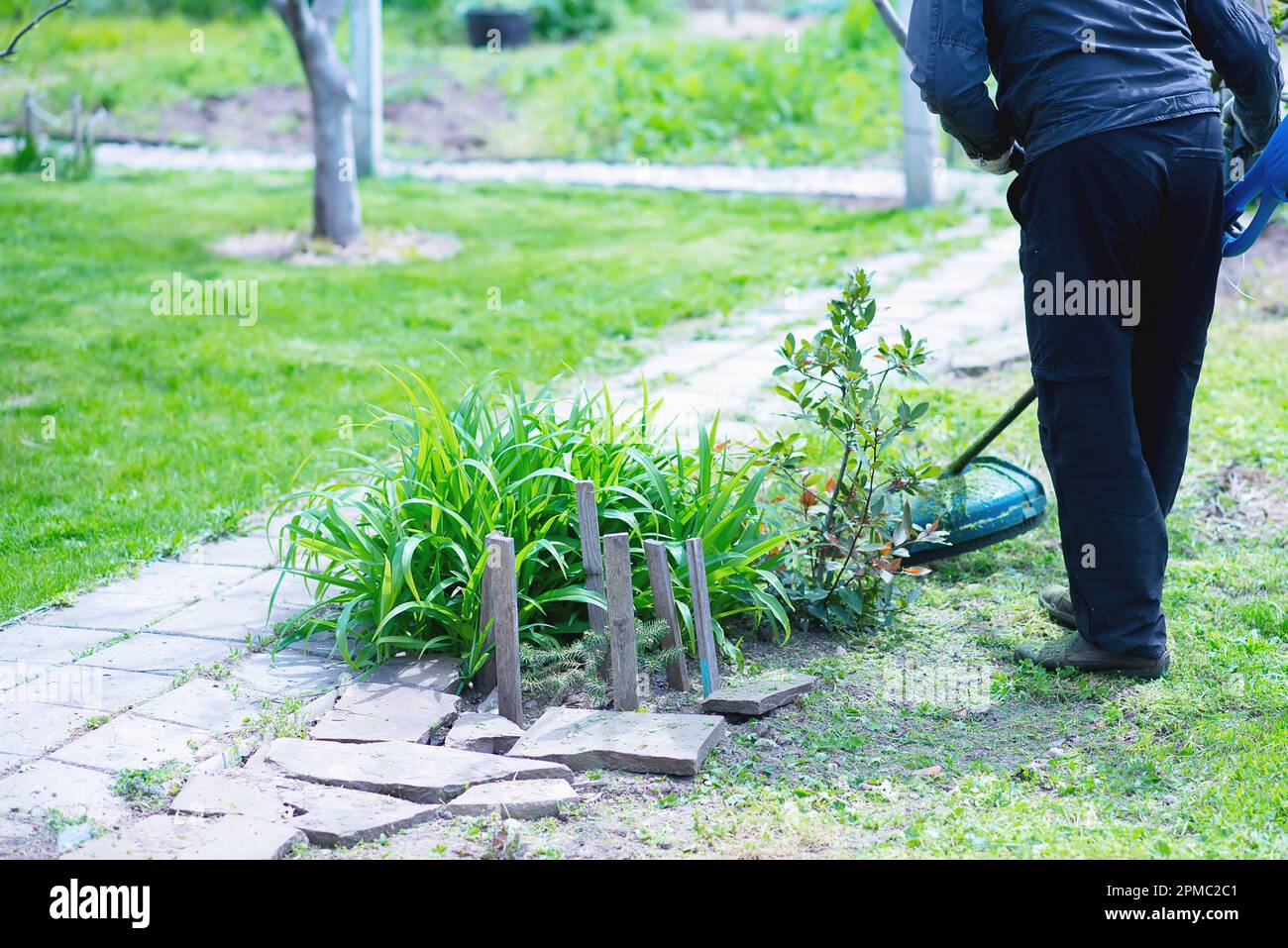 Gardening. Cutting the lawn with cordless grass trimmer, edger, close
