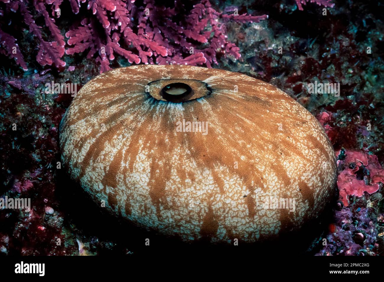 giant Keyhole Limpet, Megathura crenulata, Santa Cruz Island, Channel