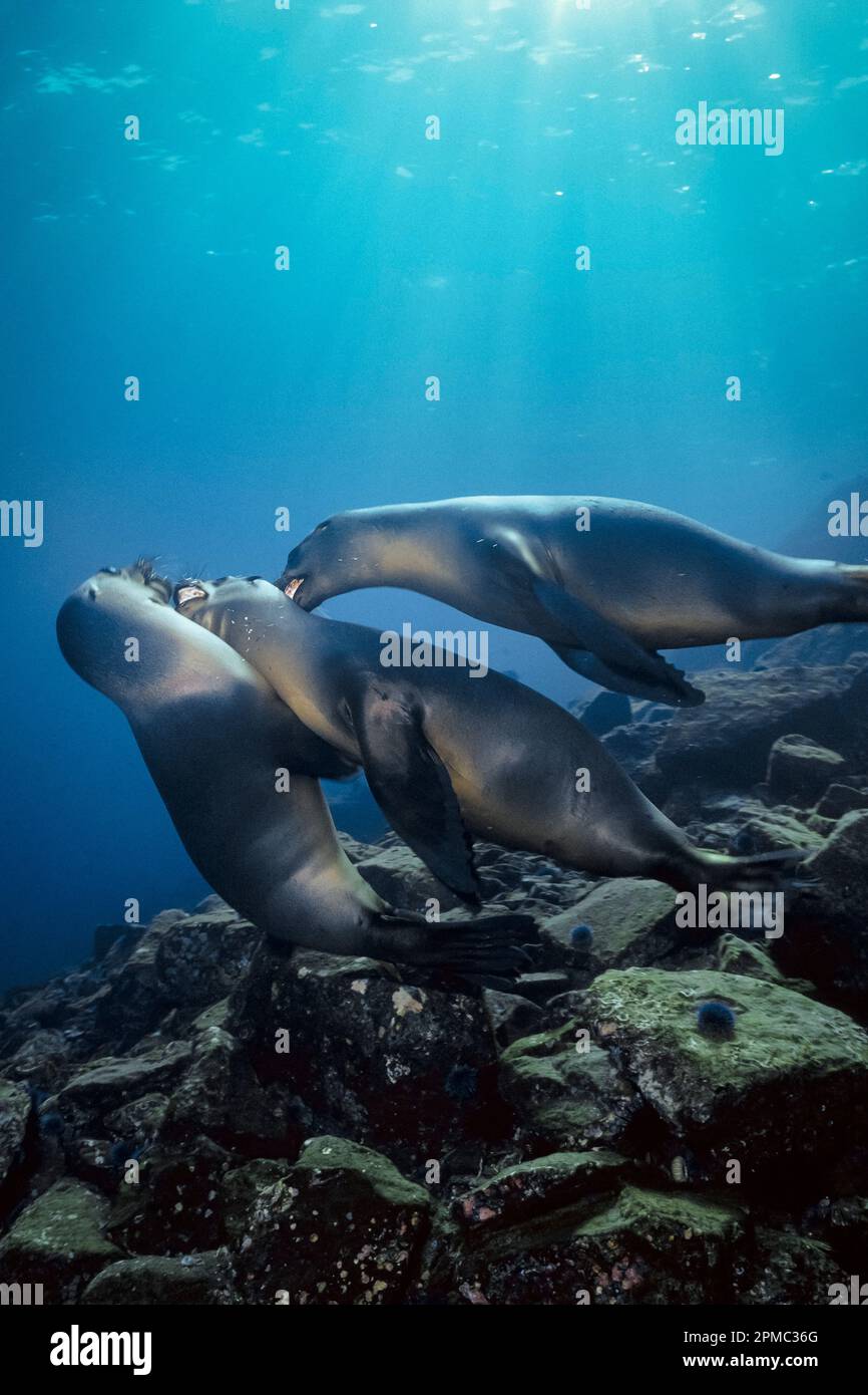 California sea lions, Zalophus californianus, Los Coronados Islands, Baja California, Mexico, East Pacific Ocean Stock Photo