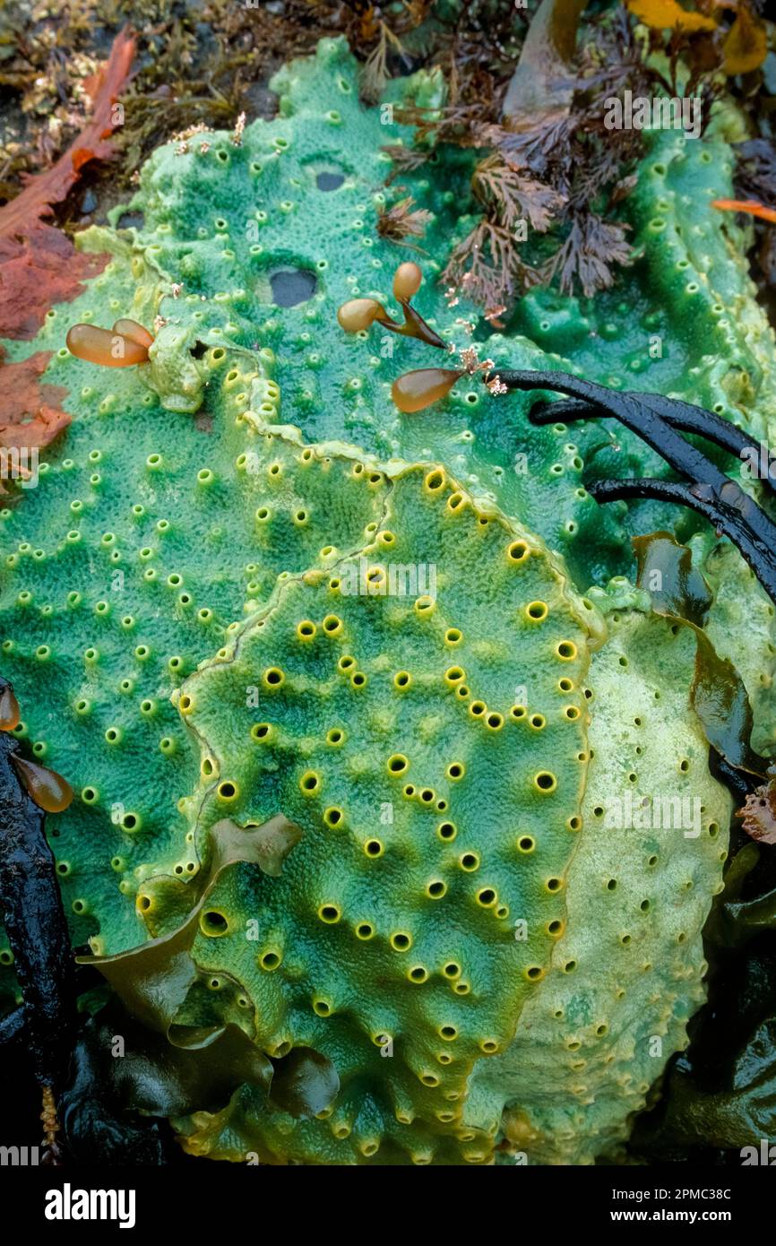 breadcrumb sponge at low tide, Halichondria panicea, Fort Abercrombie State Park, Kodiak Island, Alaska, Pacific Ocean Stock Photo