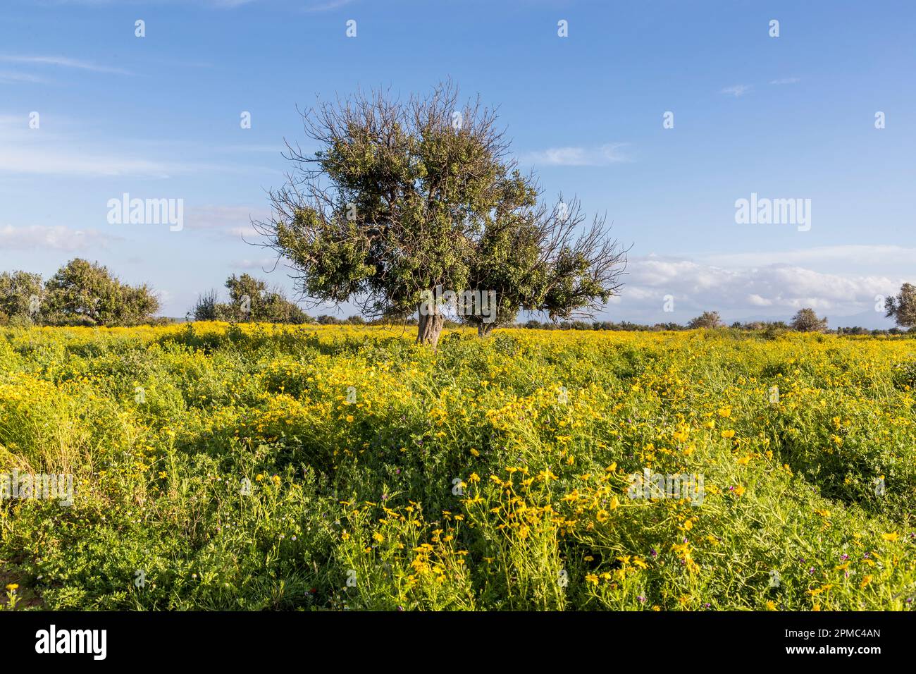 Carob trees in Cyprus Stock Photo - Alamy