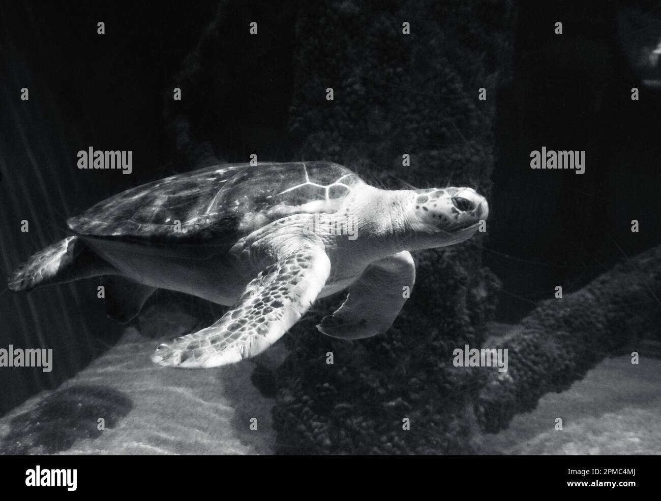 A Loggerhead sea turtle, swimming in the huge aquarium. Stock Photo