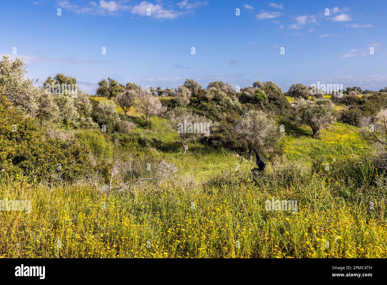 Carob trees in Cyprus Stock Photo