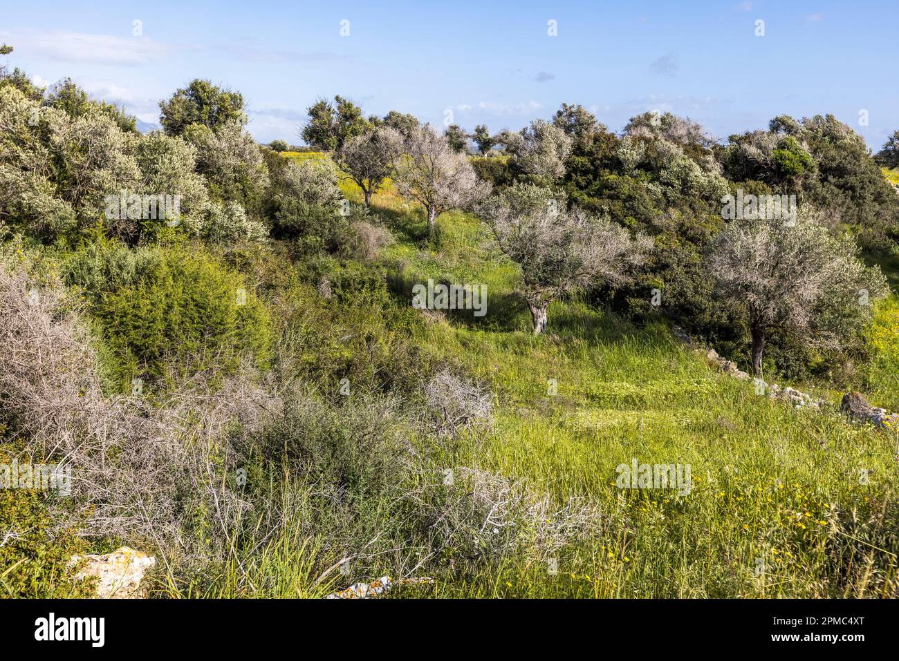 Carob trees in Cyprus Stock Photo Alamy
