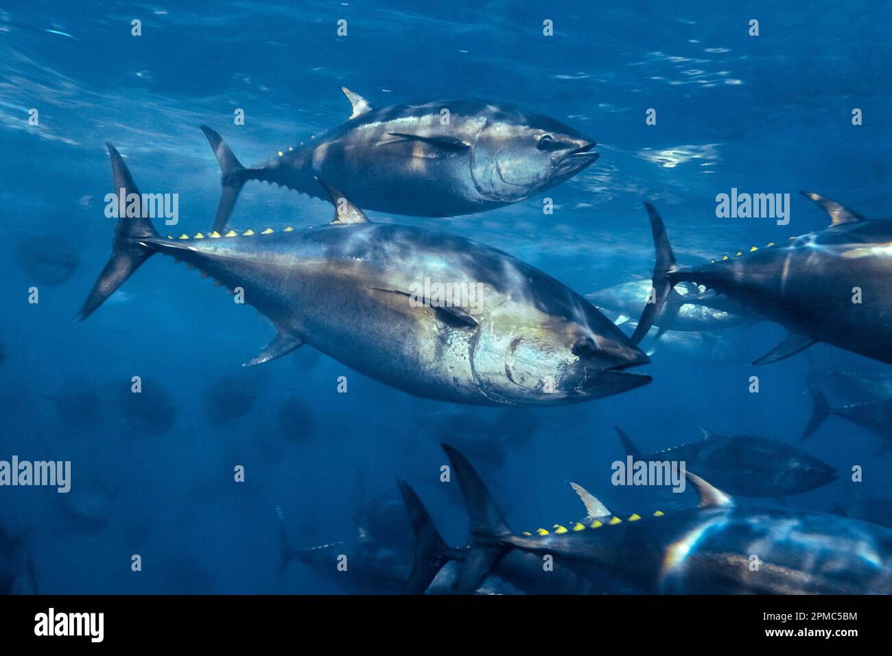 Pacific bluefin tuna, Thunnus orientalis, tuna penning, raised in an offshore pen to grow larger and fatter more rapidly for better market value, Coro Stock Photo