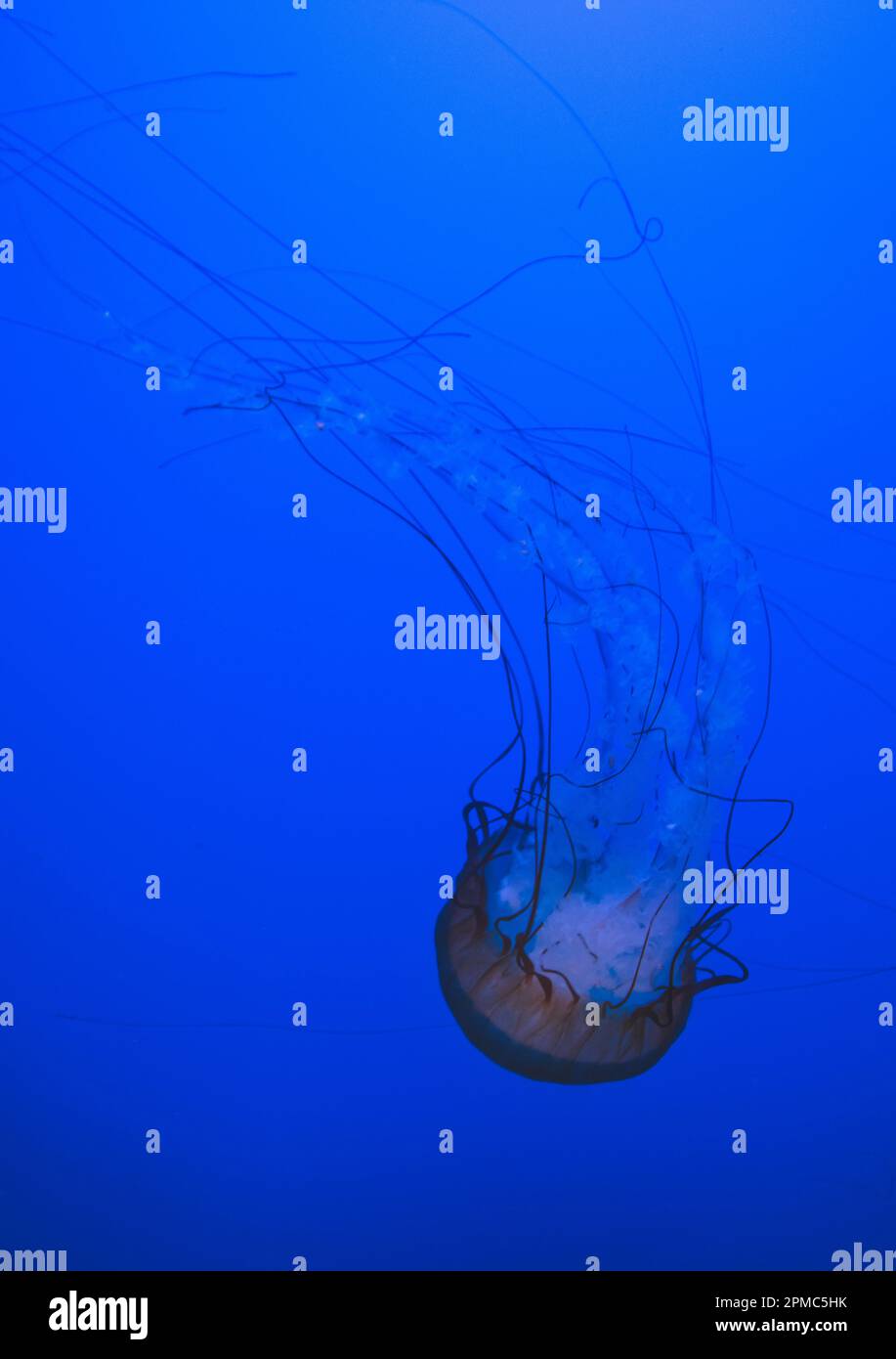 Jellyfish or Pacific Sea Nettle floating in a blue-lit aquarium tank Stock Photo