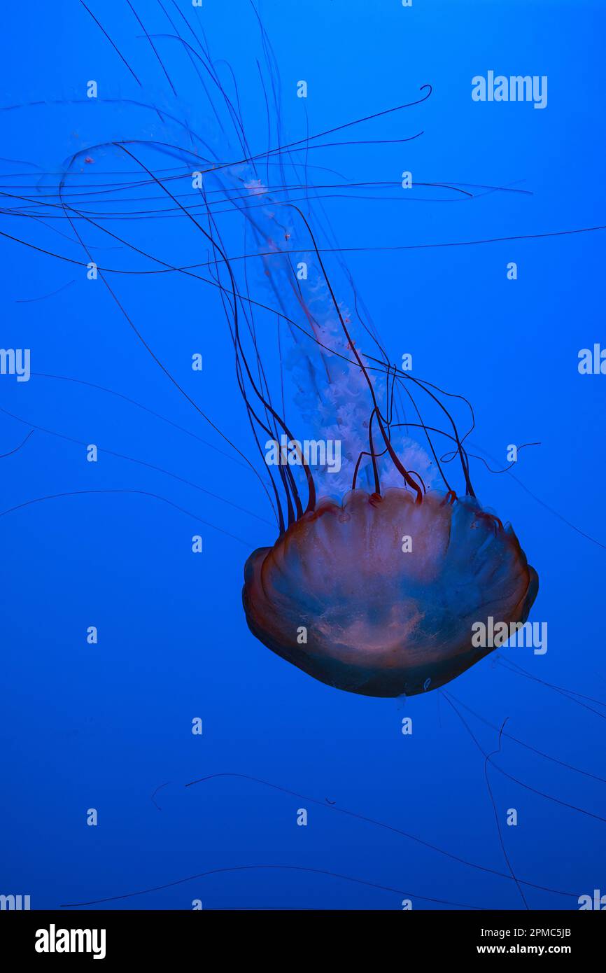 Jellyfish or Pacific Sea Nettle floating in a blue-lit aquarium tank Stock Photo