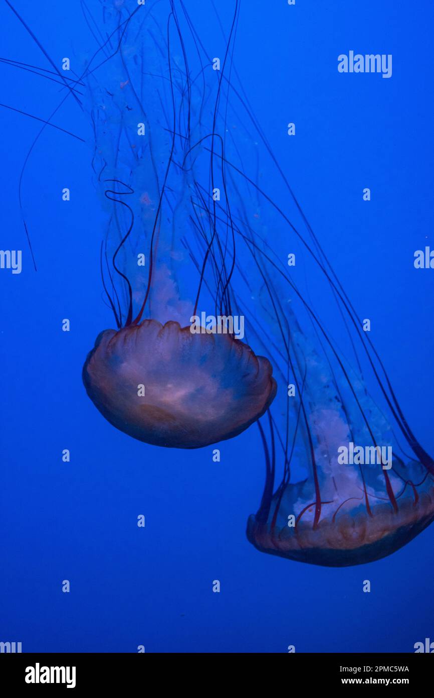Jellyfish or Pacific Sea Nettle floating in a blue-lit aquarium tank Stock Photo