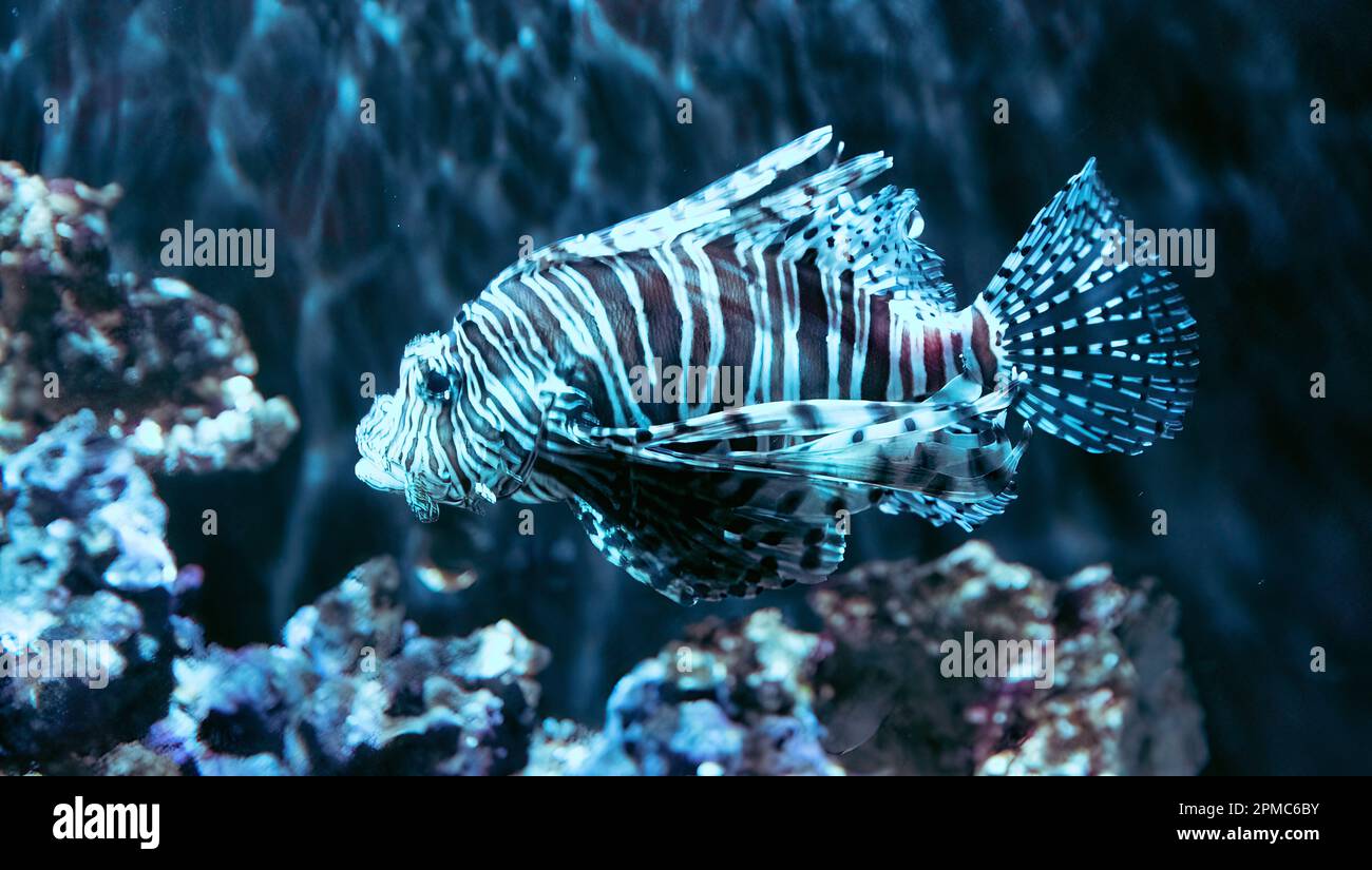 Lion fish swimming in a large aquarium tank. Stock Photo