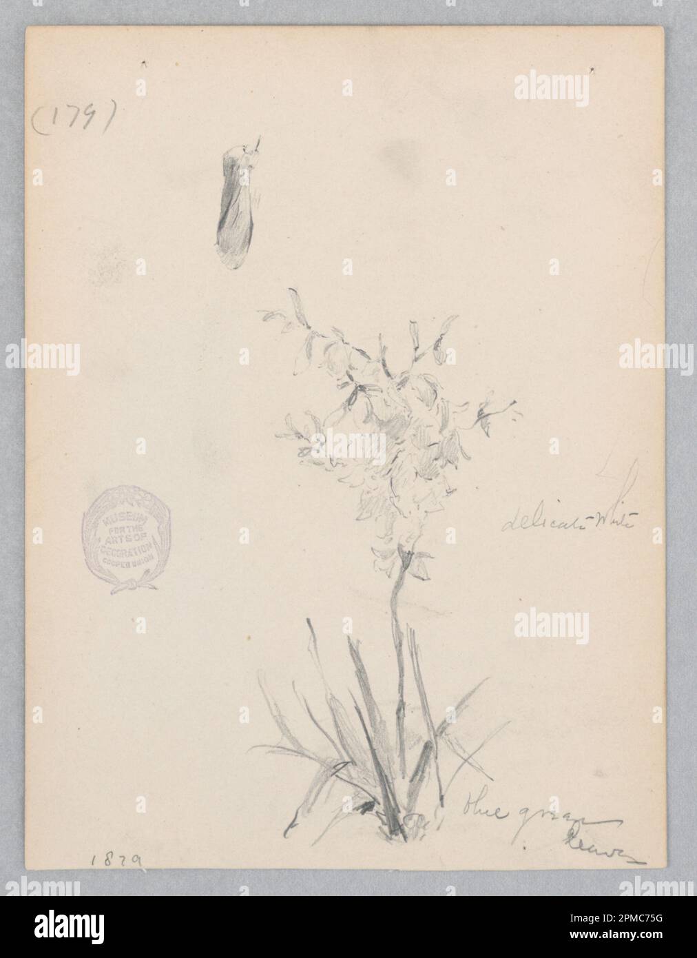 Drawing, Flowering plant; Robert Frederick Blum (American, 1857–1903); USA; graphite on wove paper; 14.2 × 11.2 cm (5 9/16 × 4 7/16 in.) Stock Photo