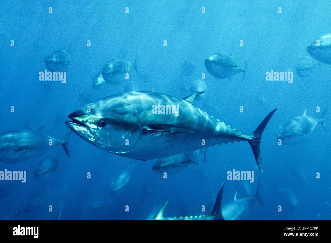 Pacific bluefin tuna, Thunnus orientalis, tuna penning, raised in an offshore pen to grow larger and fatter more rapidly for better market value, Coro Stock Photo