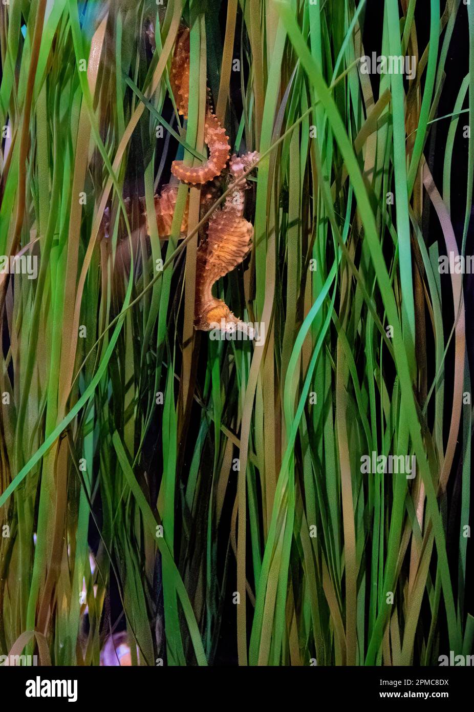 Sea horses anchor themselves to seagrass. Stock Photo