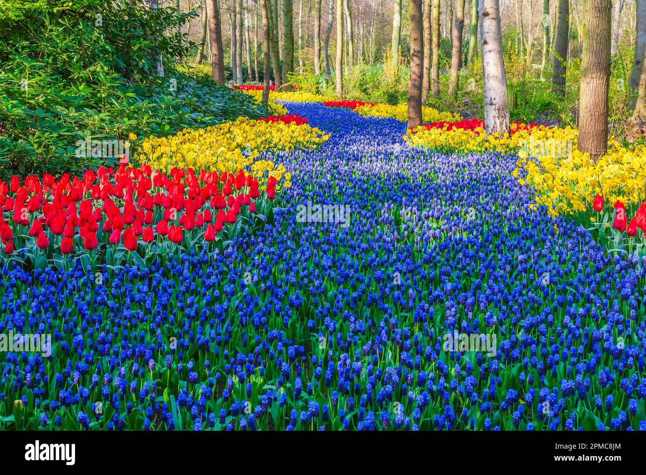 Garden scene with muscari, tulips, and daffodils at Keukenhof Gardens in South Holland in The Netherlands. Stock Photo