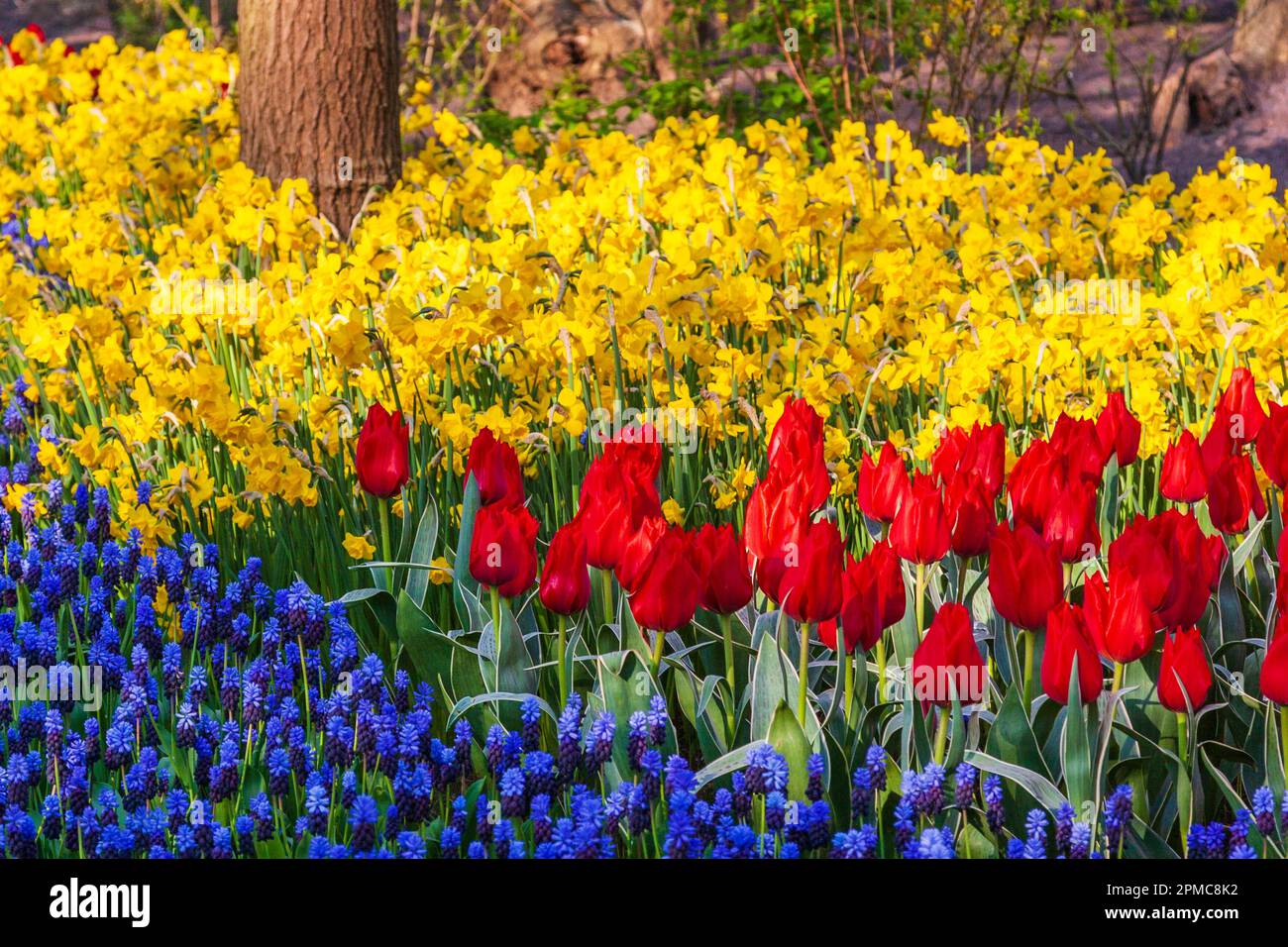 Garden scene with muscari, tulips, and daffodils at Keukenhof Gardens in South Holland in The Netherlands. Stock Photo