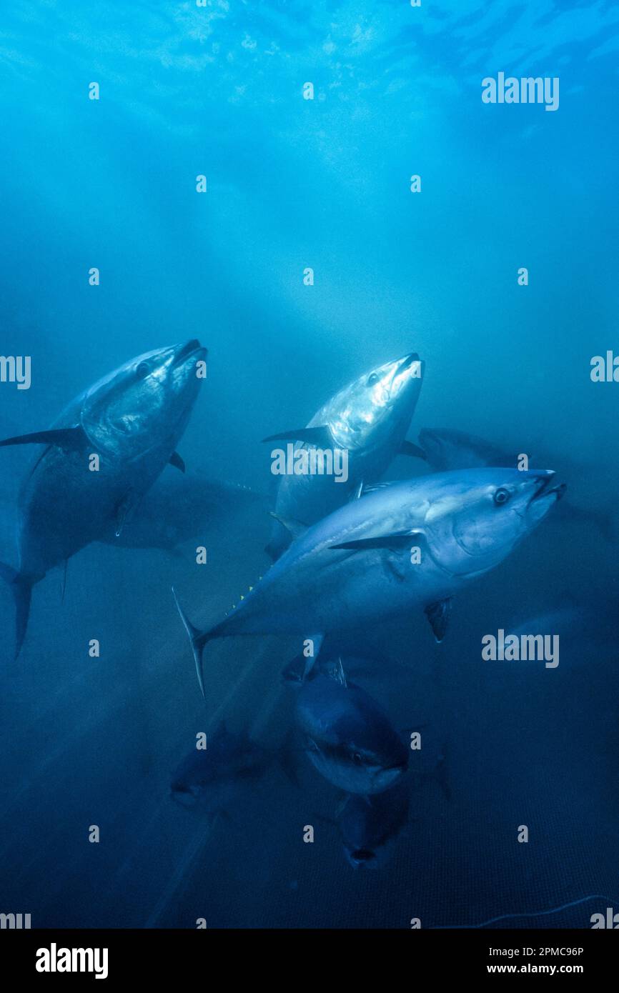 Pacific bluefin tuna, Thunnus orientalis, being raised in openocean