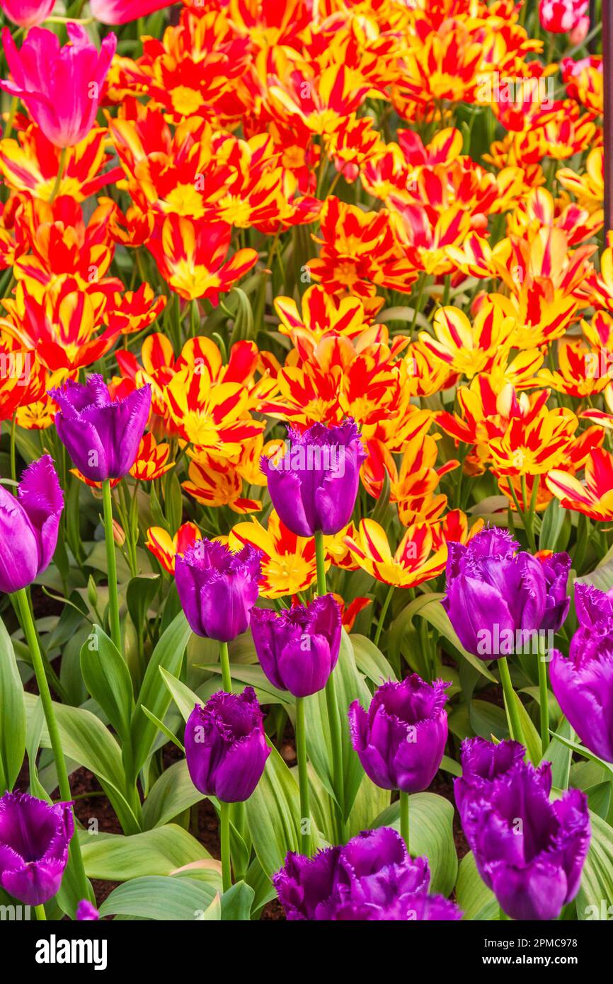 Bunch Flowering Tulip, Tulipa 'COLOUR SPECTACLE', and Peony Flowering Tulip 'CURLY SUE' at Keukenhof Gardens. Stock Photo