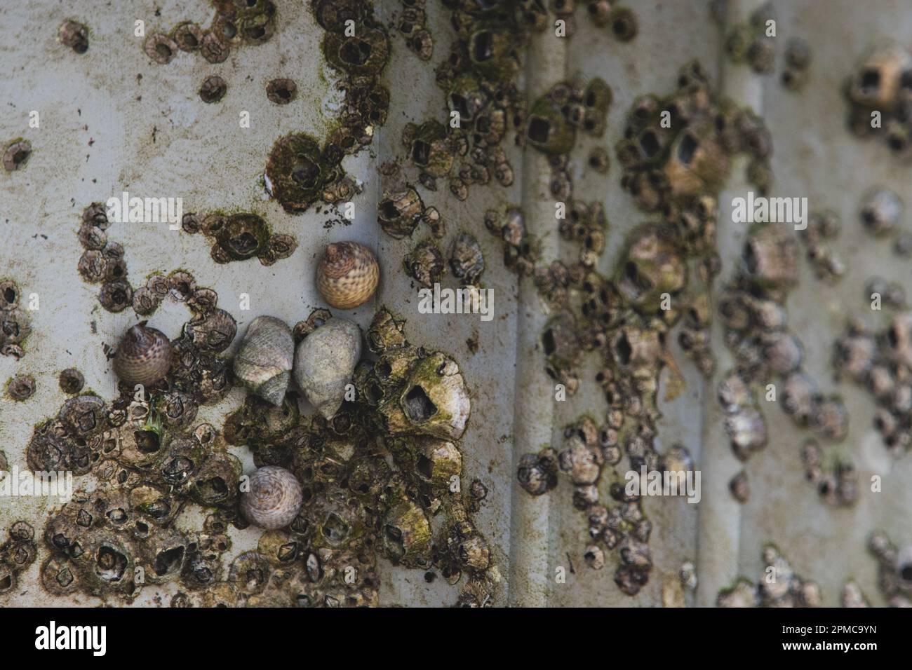 Saltwater sea snails and barnacles growing on the stone pillar of a