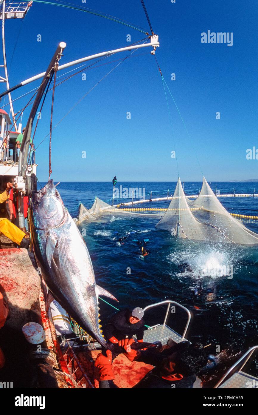 Pacific Ocean bluefin tuna harvesting from pen, Thunnus orientalis, Los