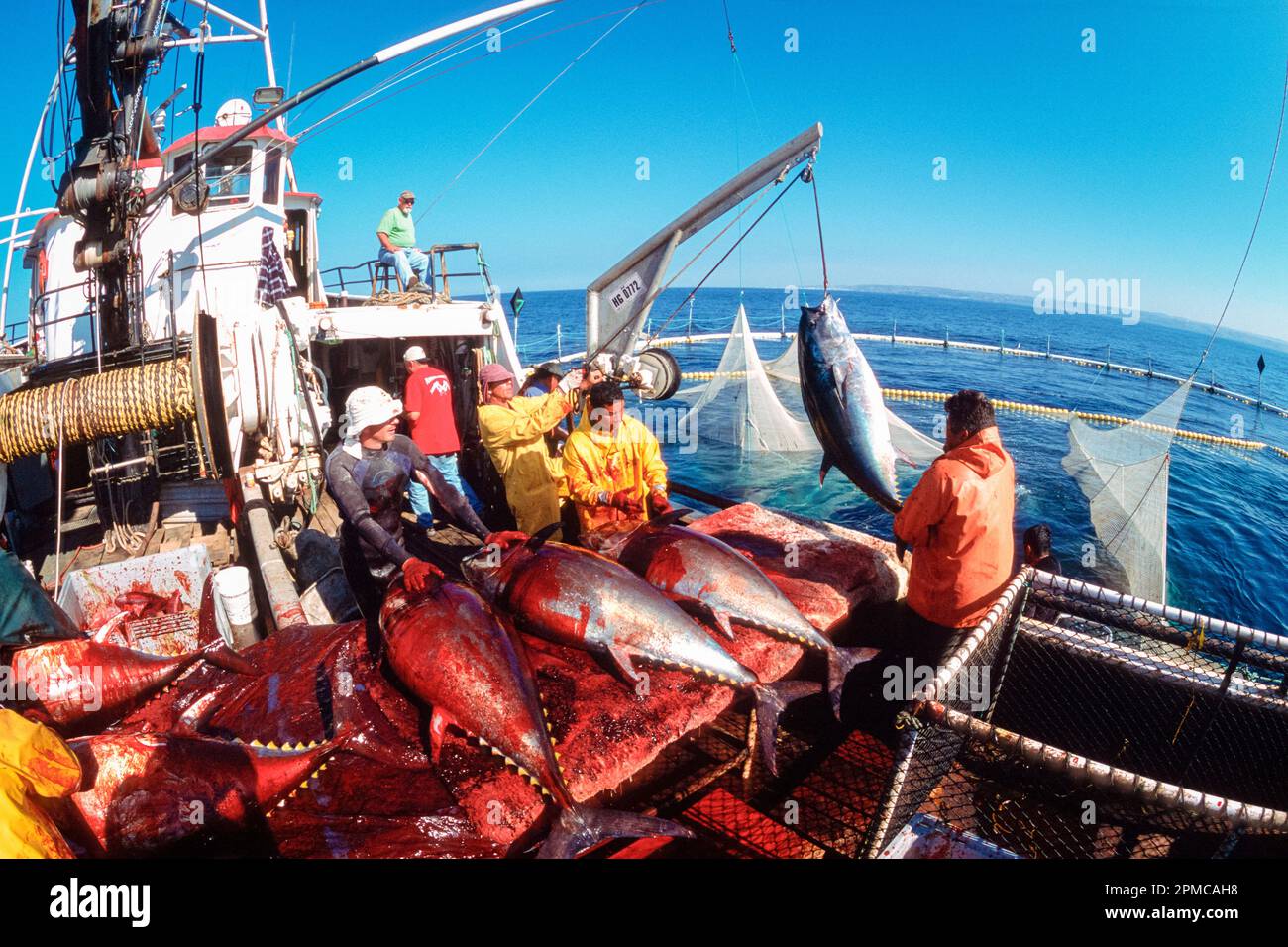 Pacific Ocean bluefin tuna harvesting from pen, Thunnus orientalis, Los