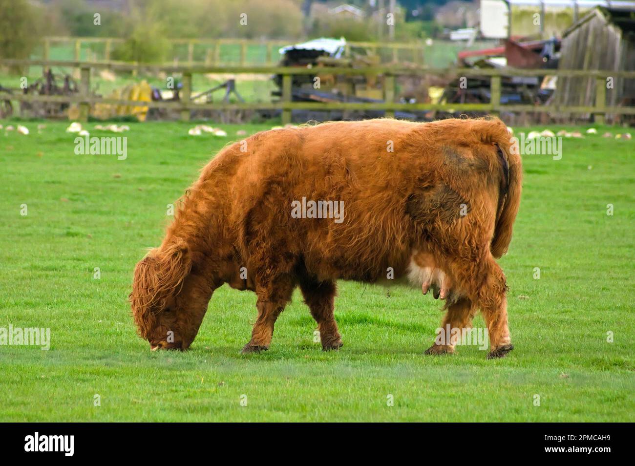 Ginger Scottish highland cow grazing in a field with a soft-focused farm in the background Stock Photo