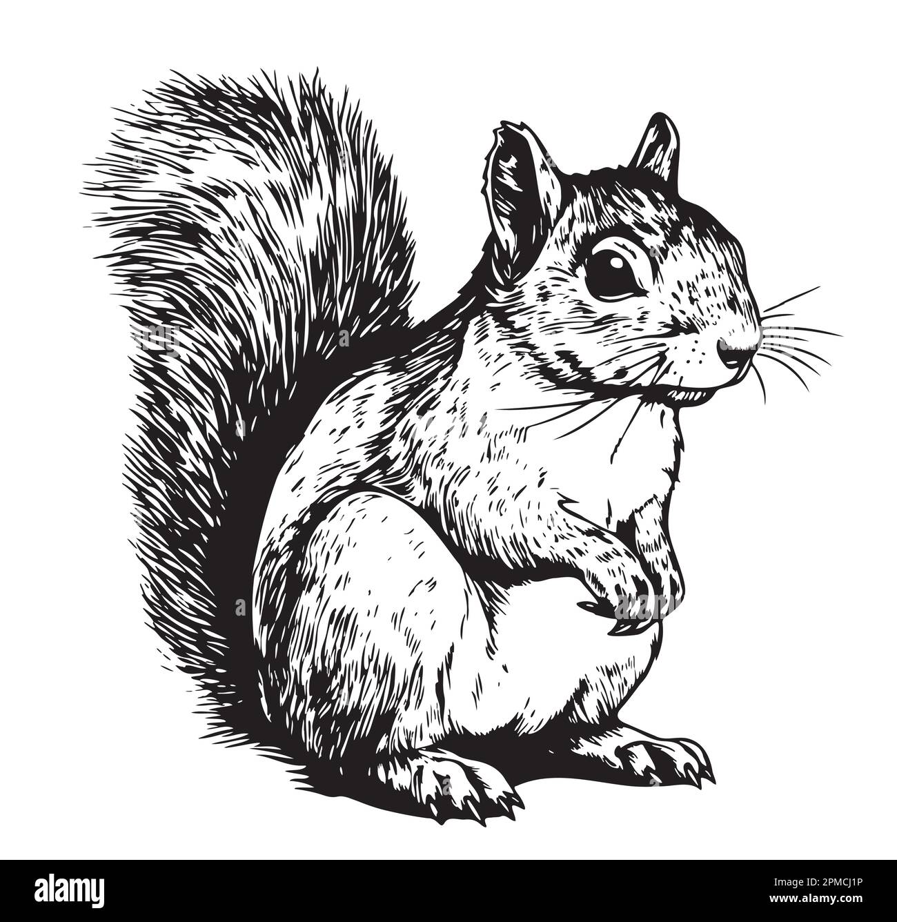 Squirrel sketch hand drawn illustration Wild animals Stock Vector Image