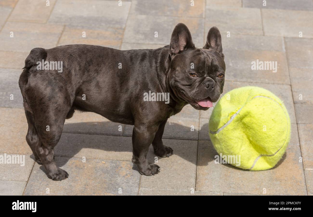 2-Years-Old Blue Lilac Male Frenchie. Backyard in Northen California. Stock Photo