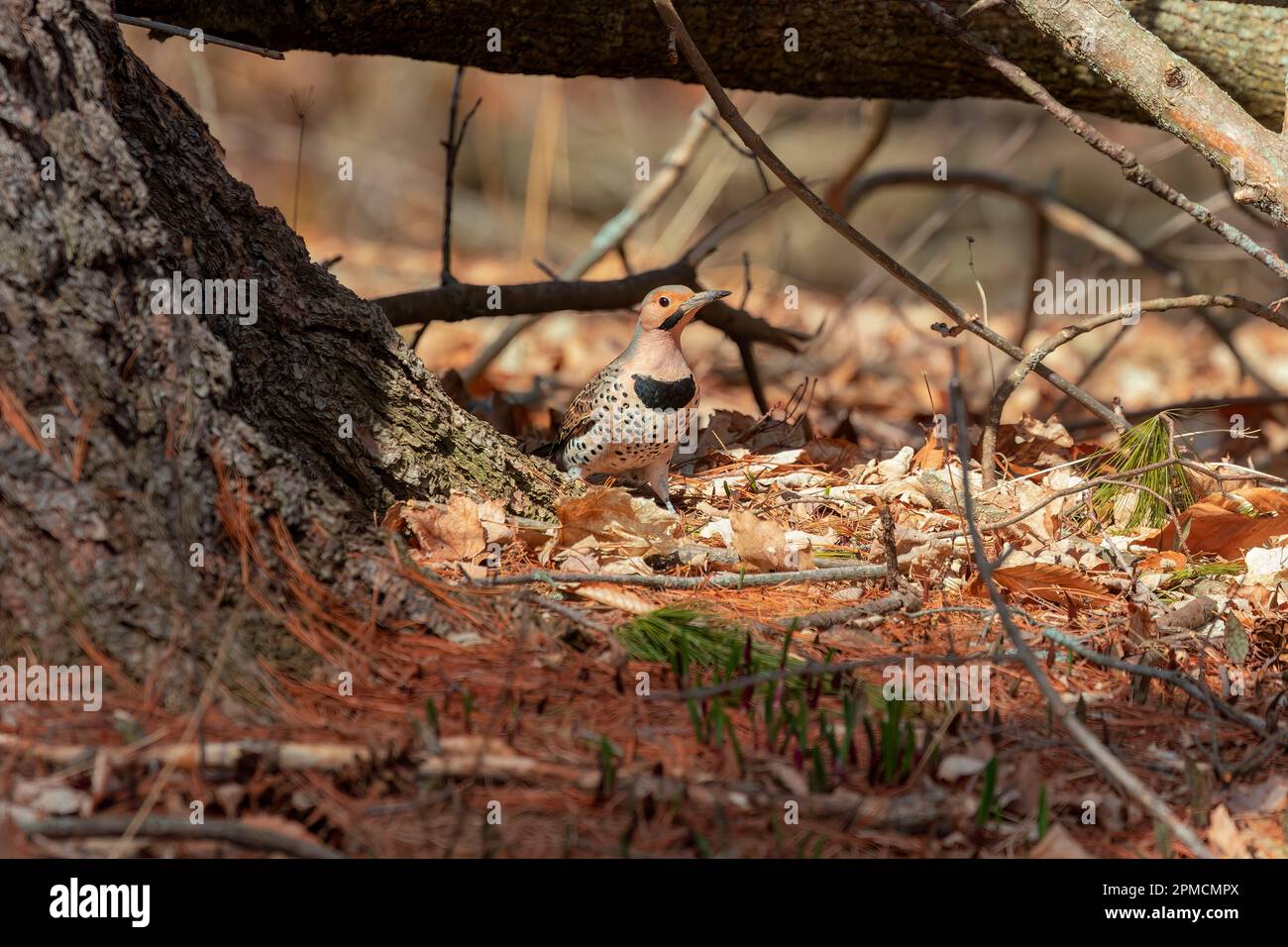 The northern flicker (Colaptes auratus) collect food in the forest