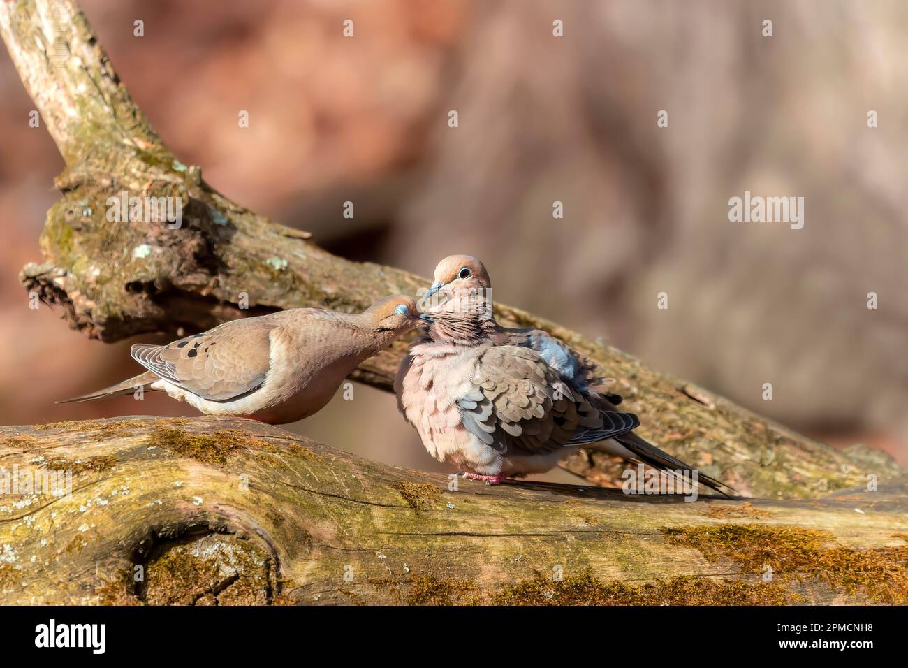 The mourning dove (Zenaida macroura) also known as the American