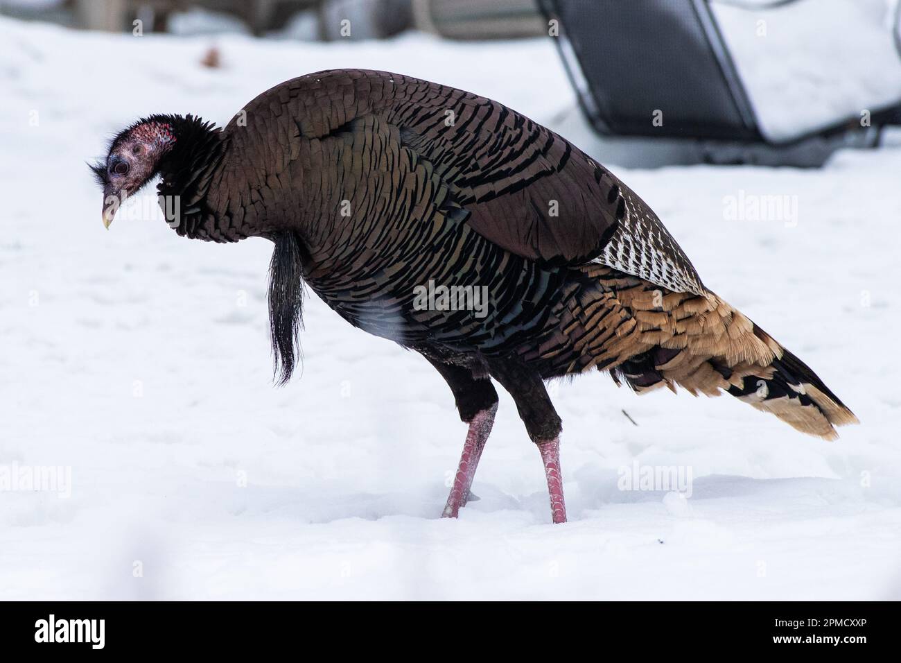 Wild turkeys forage in the snowy landscape, fluffed up and resilient in