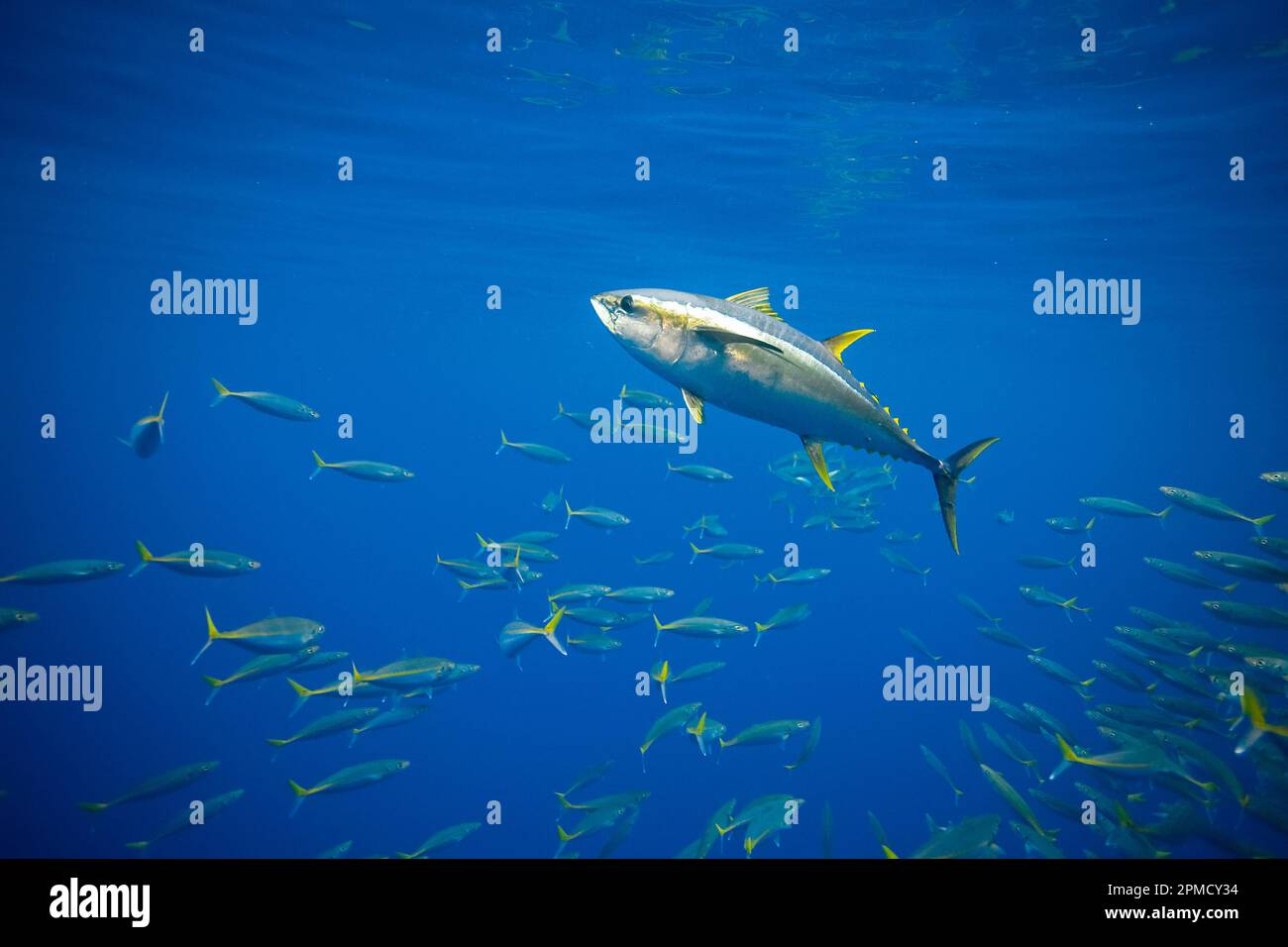 yellowfin tuna, Thunnus albacares, and schooling Mexican scads, Decapterus hypodus, Guadalupe Island, Baja California, Mexico, Pacific Ocean Stock Photo