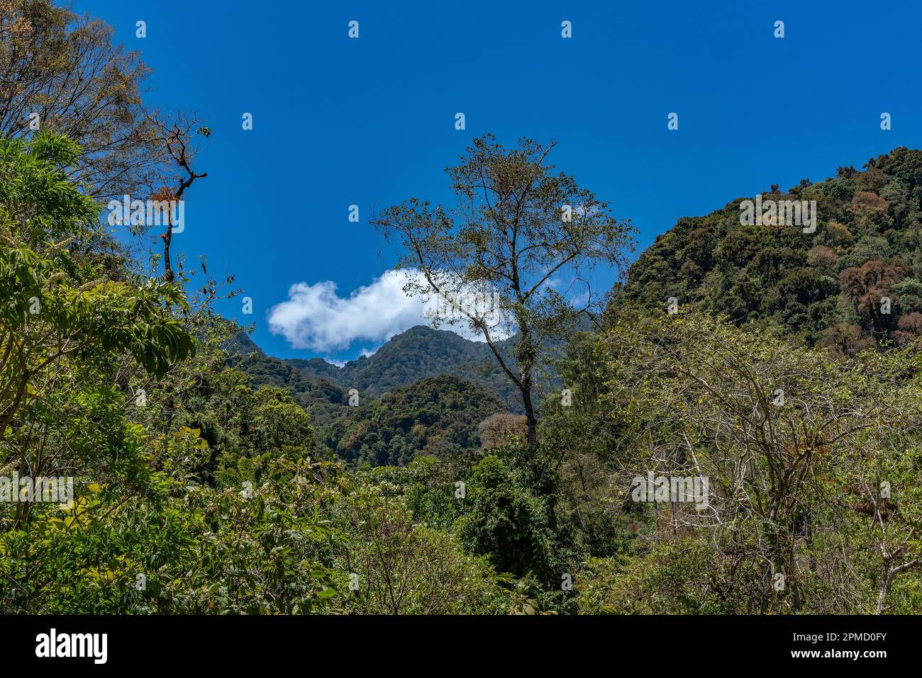 Landscape in Volcan Baru National Park, Chiriqui, Panama Stock Photo