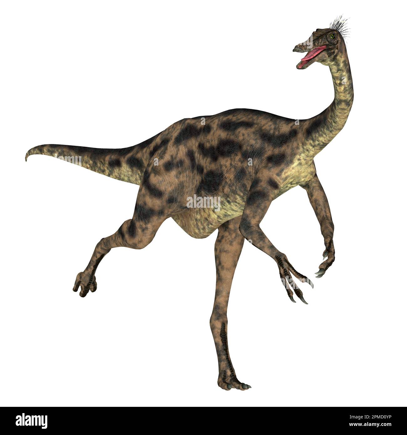 Gallimimus was a omnivorous theropod dinosaur that lived in Mongolia during the Cretaceous Period. Stock Photo