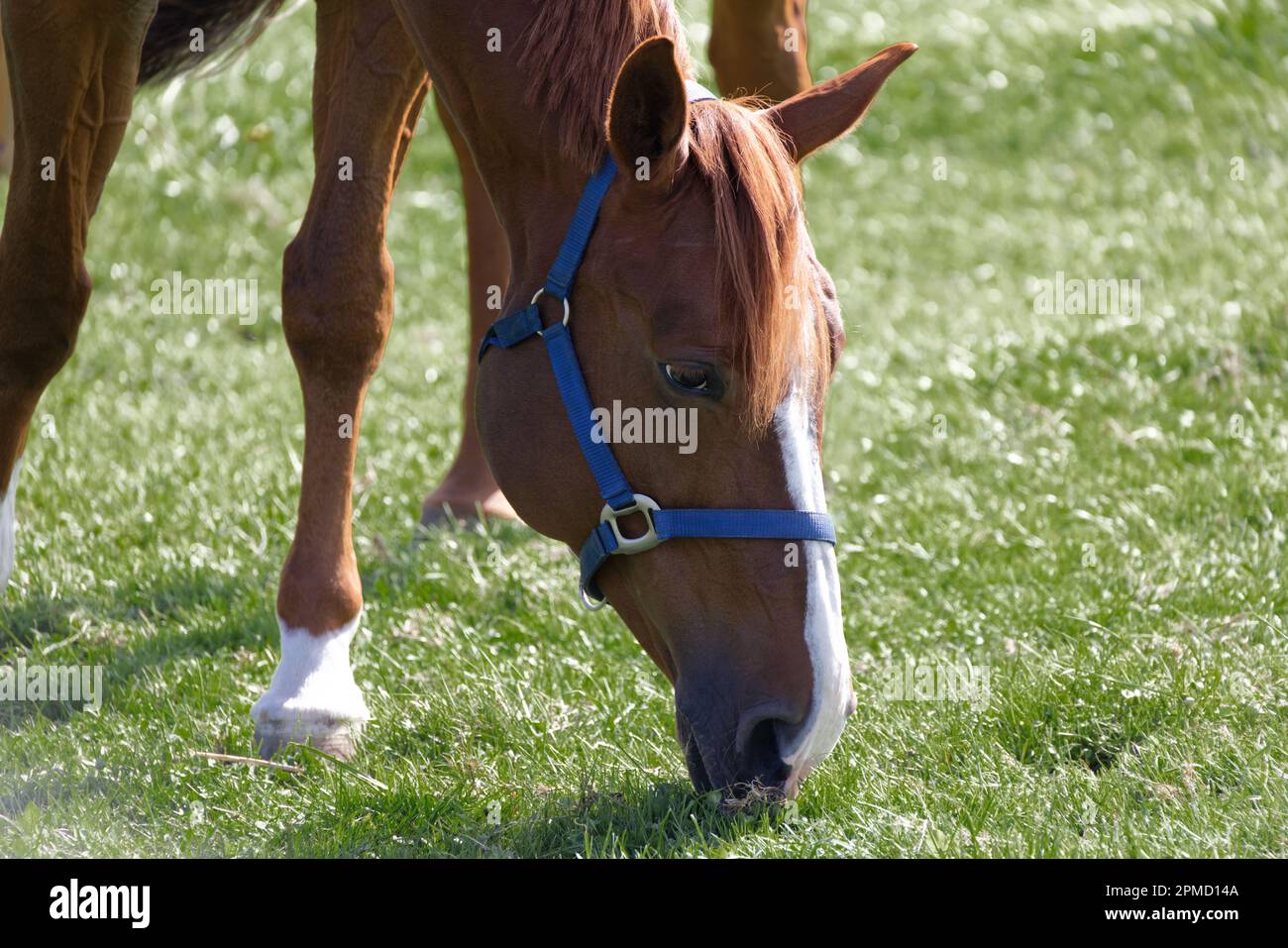 muscular brown red horse head with blue bridle eats grass on a green