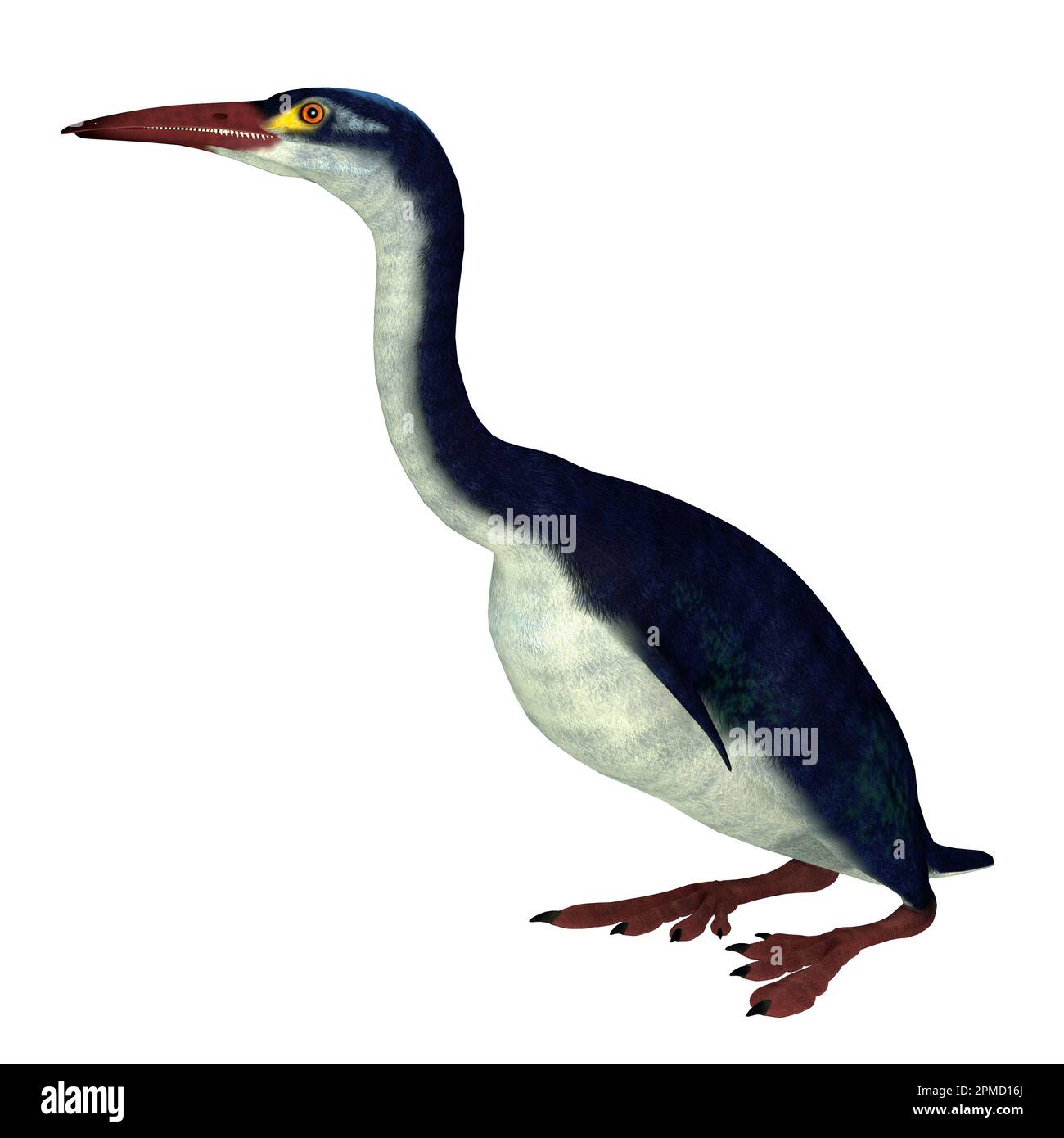 Hesperornis is a genus of flightless aquatic birds that lived in the Cretaceous Period. Stock Photo