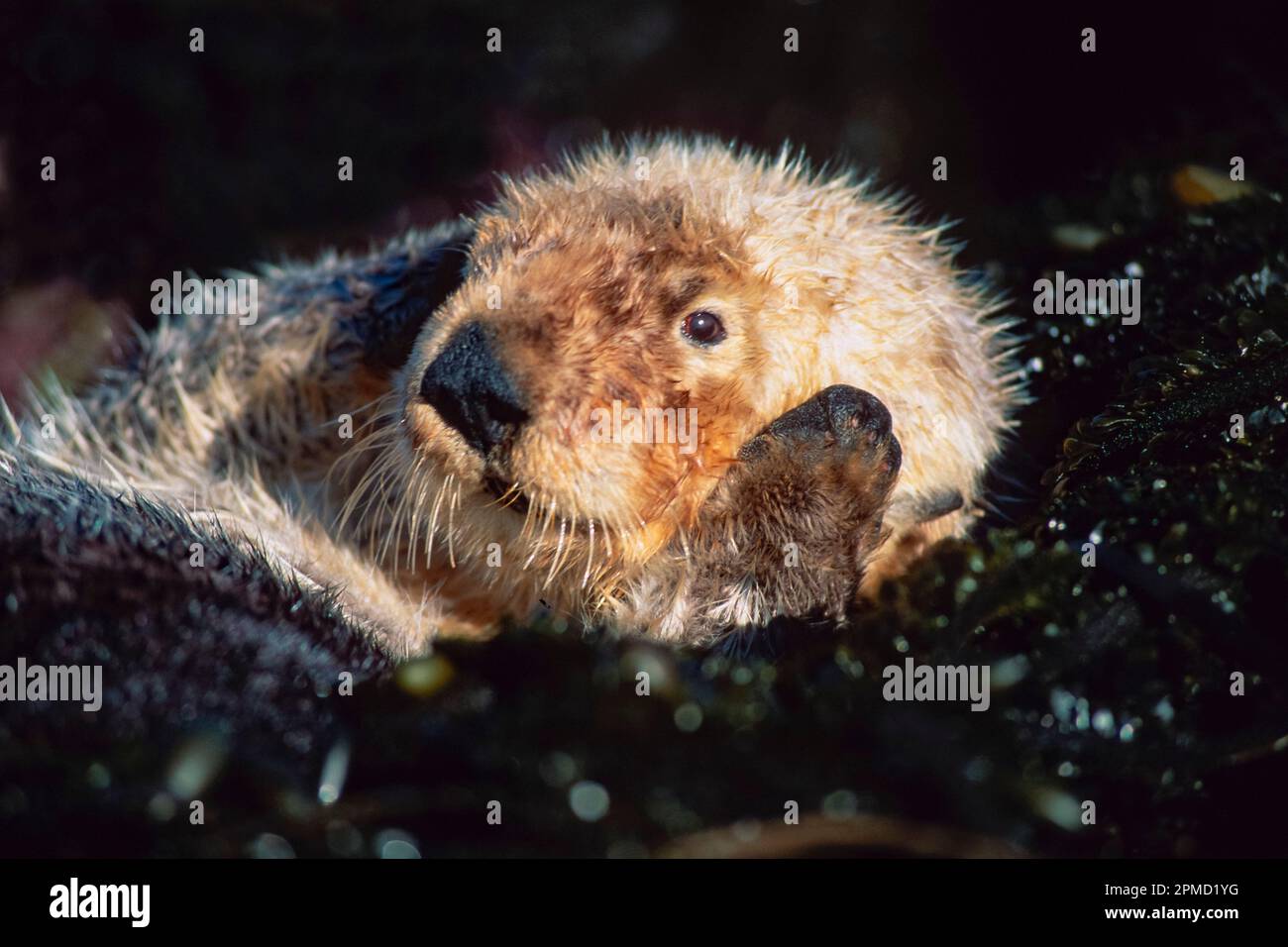 California Southern sea otter, Enhydra lutris nereis, endangered