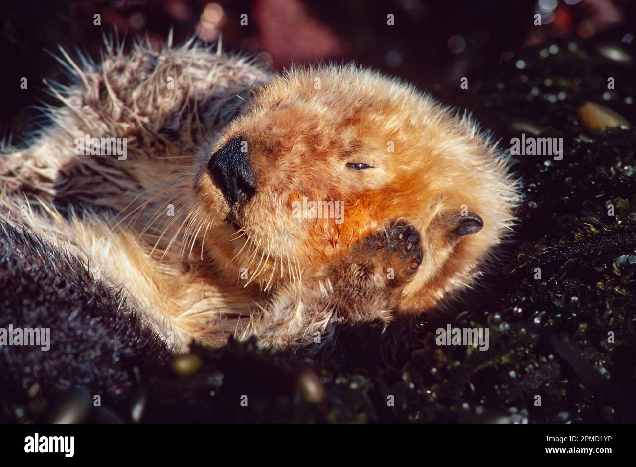 California Southern sea otter, Enhydra lutris nereis, endangered