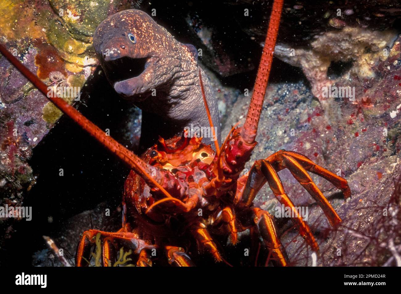 Pacific Ocean spiny lobster, Panulirus interruptus, and moray eel, Gymnothorax sp., San Benitos Islands, Baja, California, Mexico, Pacific Ocean Stock Photo